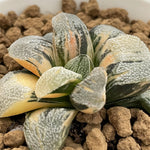 Haworthia Pygmaea Yukinosato variegated