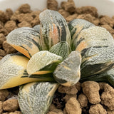 Haworthia Pygmaea Yukinosato variegated