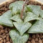 Haworthia Comptoniana x Correcta Hybrid Grasse