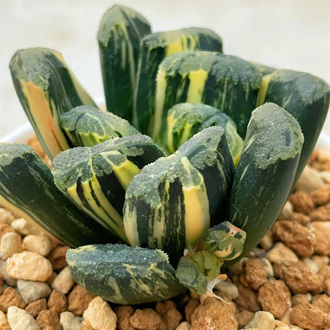 Haworthia Maughanii x Truncata Variegated