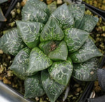 Haworthia Green Succubus