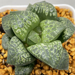 Haworthia  Comptoniana  'Kamen Butokai'