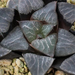 Haworthia Correcta