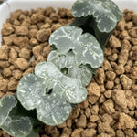 Haworthia Truncata 'Midaregami'