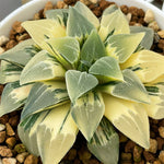 Haworthia Pygmaea Variegated Mother Plant