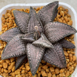 Haworthia Hard Leaf Gintaikyo