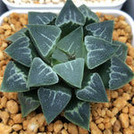 Haworthia Wimii Love