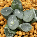Haworthia Maughanii 'Corolla'