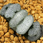 Haworthia Truncata 'Himekami'