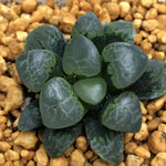 Haworthia Correcta 'cloud'