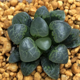 Haworthia Correcta 'cloud'