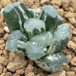 Haworthia Maughanii Beauty Variegated