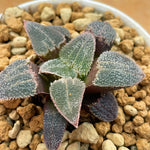 Haworthia Hybrid 'Purple Diamond' Plant from seeds