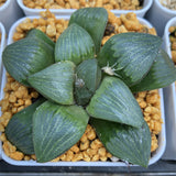 Haworthia Comptoniana x Correcta