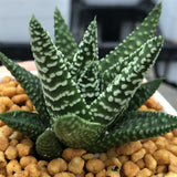 Haworthia Hard Leaf