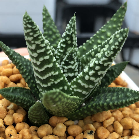 Haworthia Hard Leaf