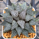 Haworthia Wimii Dream