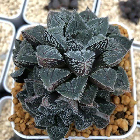 Haworthia 'Shirosato' Other