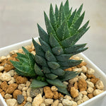 Haowrthia Glauca var. Herrei