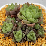 Haworthia Cooperi Other