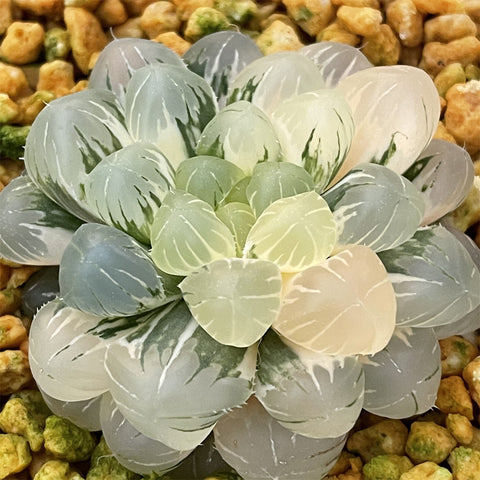 Haworthia Ob Hybrid variegated Mother Plant