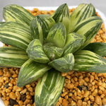 Haworthia Nijiro no Hana Other