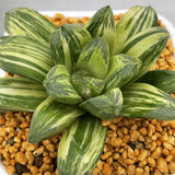 Haworthia Nijiro no Hana Other