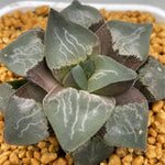 Haworthia Pygmaea Hybrid