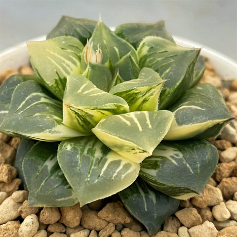 Haworthia Paradise Flower variegated big size