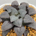 Haworthia 'Purple Dream' Other