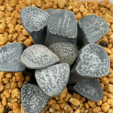 Haworthia Groenwardii Other