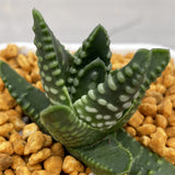 Haworthia Hard Leaf 'Dinosaur Star'