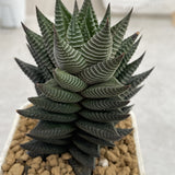 Haworthia Hard Leaf White Horse Mother Plant