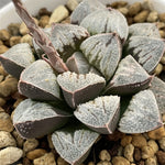 Haworthia Wimii Hybrid Terra