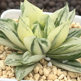 Haworthia Cymbiformis Variegated