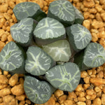 Haworthia Maughanii 'Midorigiku'