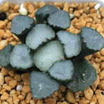Haworthia Maughanii 'Amaterasu‘