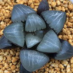 Hawothia 'Ice Soul' Other