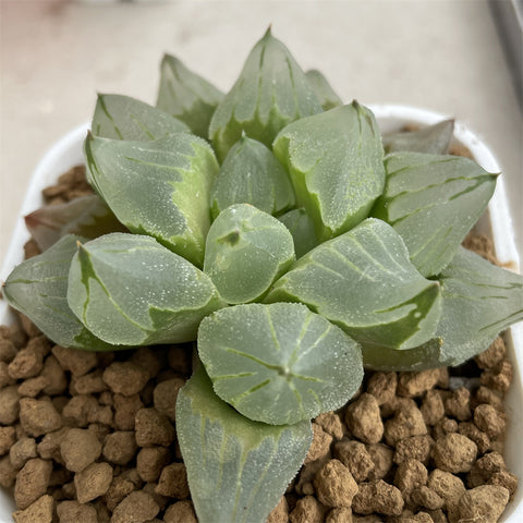 Haworthia 'Ice City' other