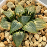 Haworthia Correcta 'Ice River' Variegated
