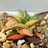 Haworthia Hard Leaf Emerald Spirit Variegated