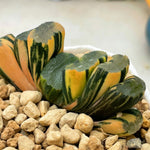 Haworthia Variegated Truncata 'Hiroshige'