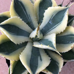 Haworthia Agave Potatorum 'Kichiokan'