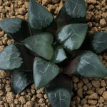 Haworthia Correcta