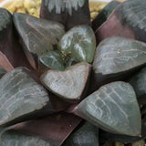 Haworthia Correcta 'Konaha'