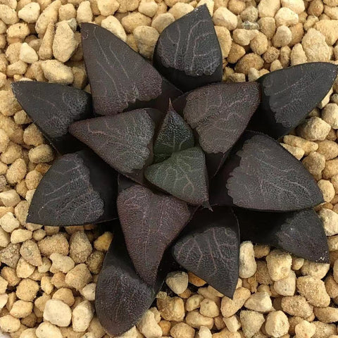 Haworthia Correcta  'Cupid'