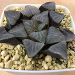 Haworthia Correcta