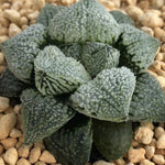 Haworthia 'Angel' Other