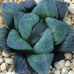 Haworthia 'Mangekyo' Other