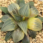 Haworthia Variegated 'Great white Shark'